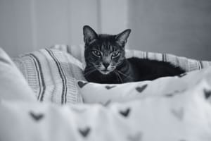 How to look safely at a cat