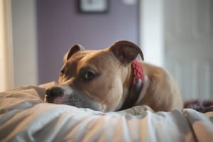 The skeptical dog